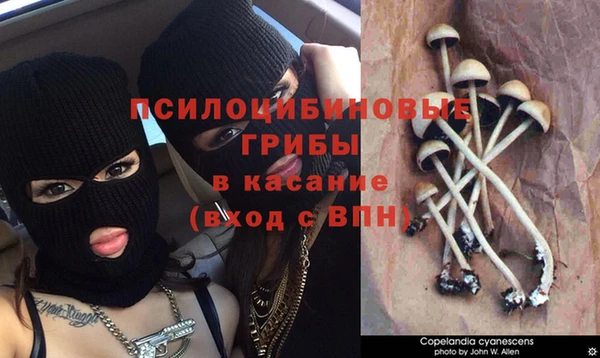 индика Бронницы